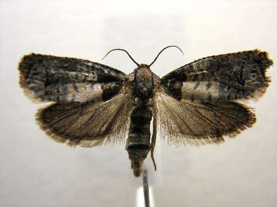 Image of Goldenrod Gall Moth