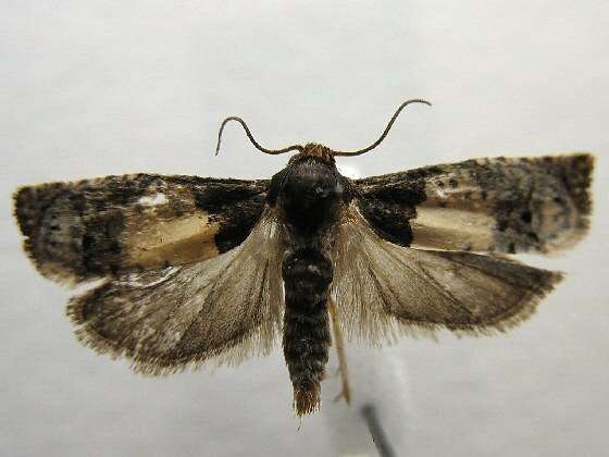 Image of Goldenrod Gall Moth