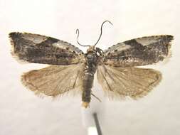 Image of Ancylis mediofasciana Clemens 1864