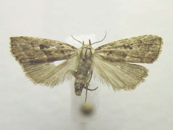 Image of Hypenodes caducus Dyar 1907