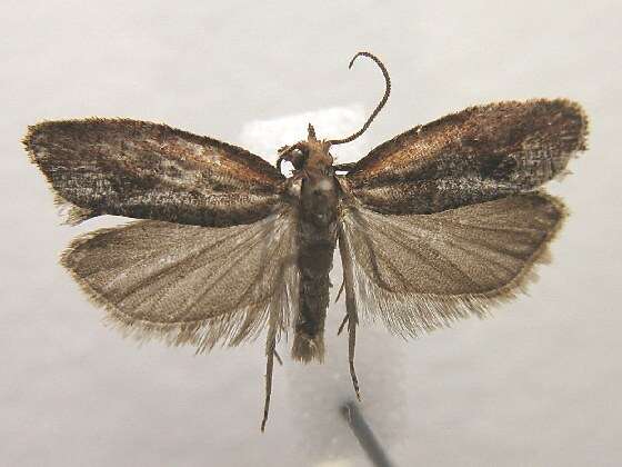 Image of Epinotia septemberana Kearfott 1907