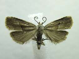 Image of <i>Hypenodes palustris</i>