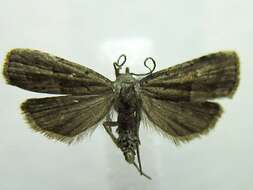 Image of <i>Hypenodes palustris</i>