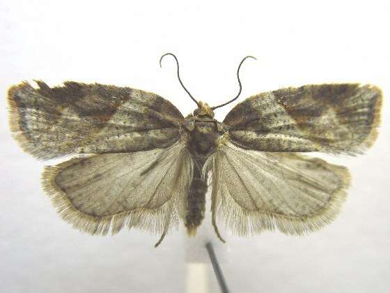 Image of Acleris maccana Treitschke 1835