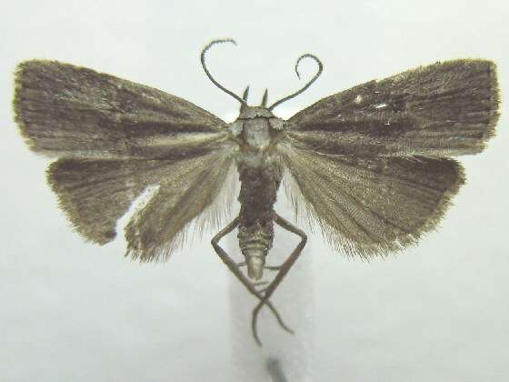 Image of <i>Hypenodes sombrus</i>