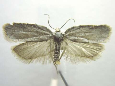 Image of Black-headed Birch Leafroller