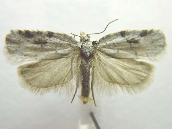 Image of Black-headed Birch Leafroller