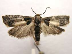 Image of Goldenrod Gall Moth