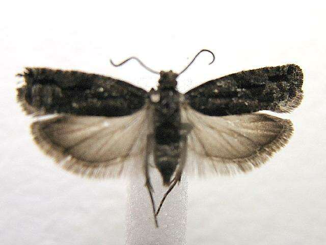 Image of Epinotia crenana