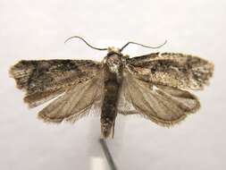 Image of Phtheochroa riscana Kearfott 1907