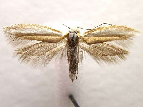 Image of Pine Needle Sheathminer Moth