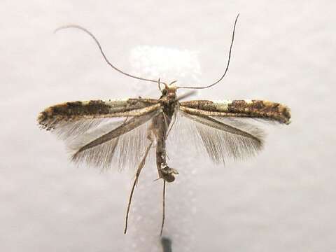 Imagem de Caloptilia umbratella (Braun 1927)