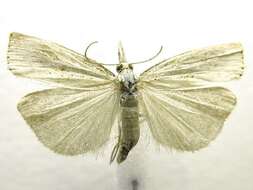 صورة Agriphila ruricolellus Zeller 1863