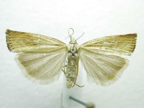 صورة Agriphila ruricolellus Zeller 1863