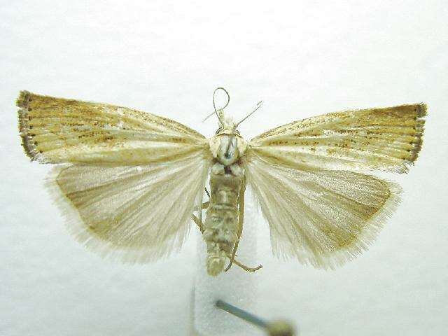 صورة Agriphila ruricolellus Zeller 1863