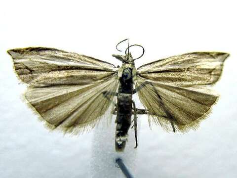 Imagem de Raphiptera argillaceellus Packard 1868