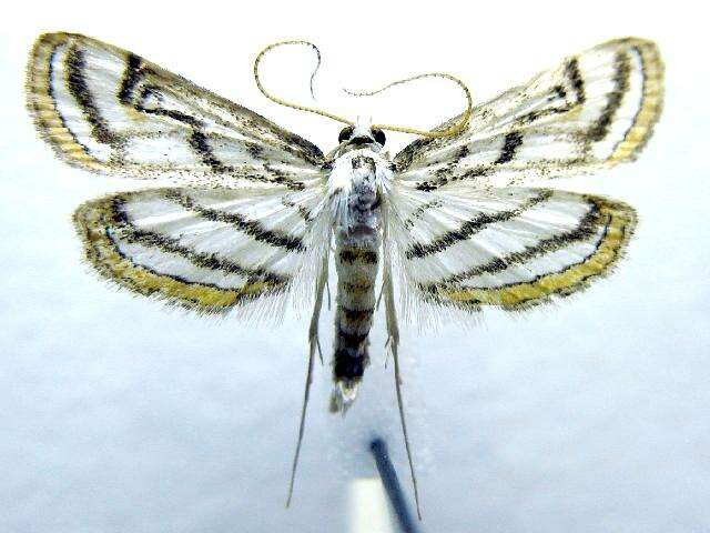 Image of Chestnut-marked Pondweed Moth