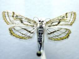 Image of Chestnut-marked Pondweed Moth