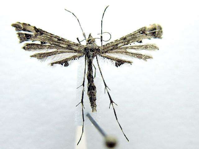 Image of Geranium Plume Moth