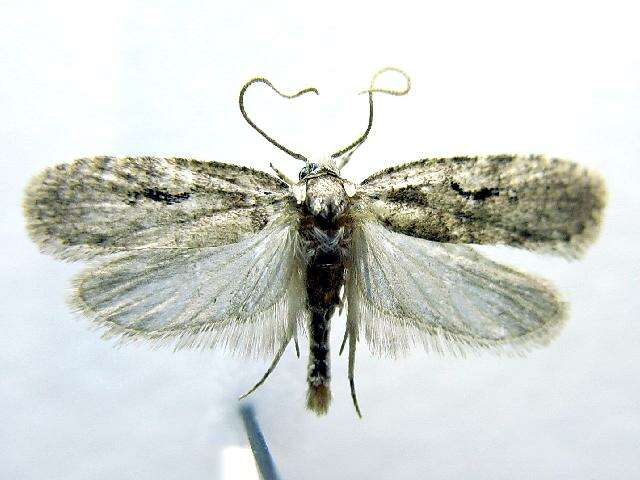 Image of Agonopterix curvilineella Beutenmüller 1889