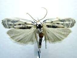 Image of Schlaeger's Fruitworm Moth