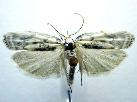 Image of Schlaeger's Fruitworm Moth