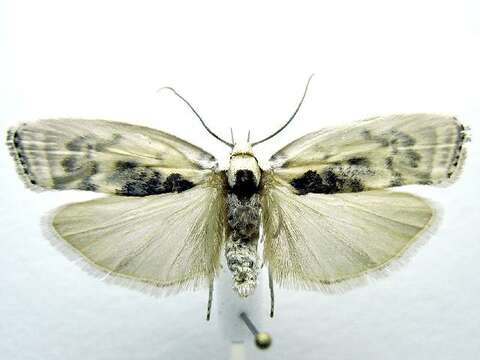 Image of Schlaeger's Fruitworm Moth