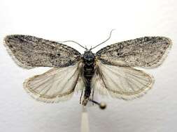 Image of Dull Flatbody Moth