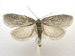 Image of Dull Flatbody Moth