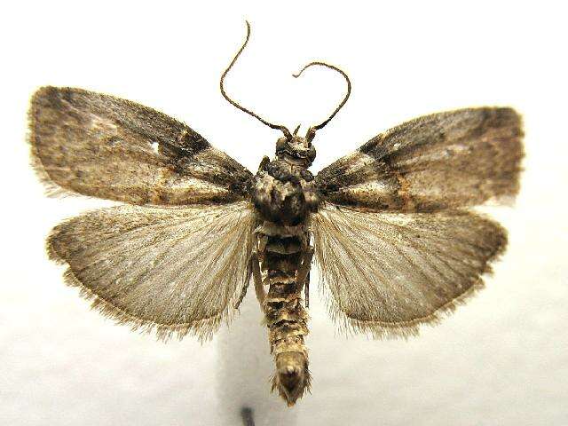 Image of Hickory Shoot Borer Moth