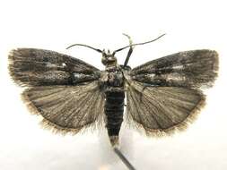 Imagem de Ortholepis myricella McDunnough 1958