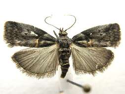 Image of Hickory Shoot Borer Moth