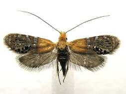 Image of Ridings' Fairy Moth