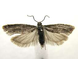 Image of Epinotia sotipena Brown 1986