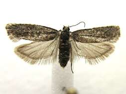 Image of Epinotia sotipena Brown 1986