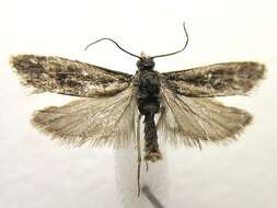 Image of Epinotia zandana Kearfott 1907