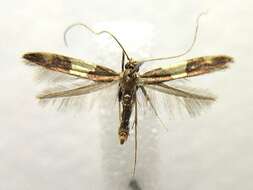 Image of Caloptilia bimaculatella (Ely 1915)