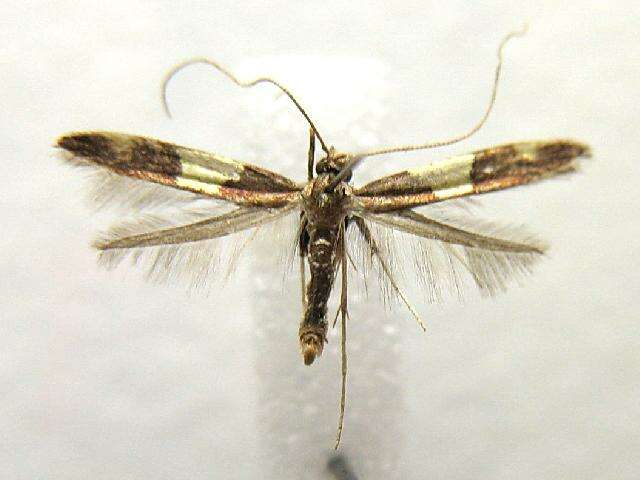 Image of Caloptilia bimaculatella (Ely 1915)