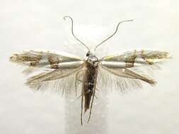 Image de <i>Argyresthia oreasella</i>