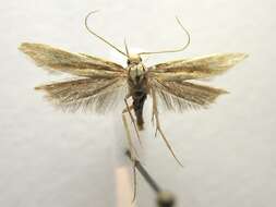 Image of Moth