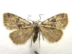 صورة Dyspyralis illocata Warren 1891