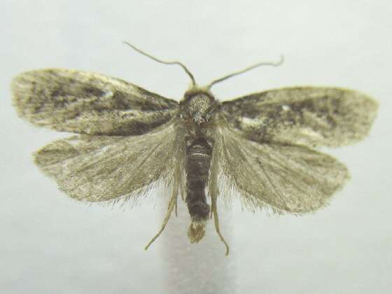 Image of Phtheochroa riscana Kearfott 1907