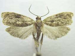 Olethreutes tilianum Heinrich 1923 resmi