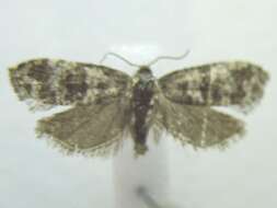 Image of <i>Taniva albolineana</i>