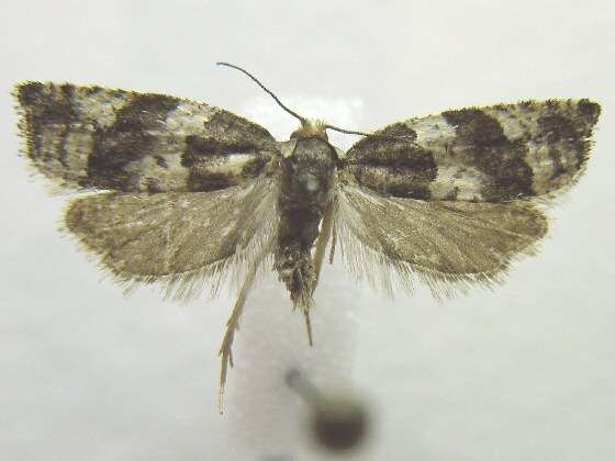 Image of Gypsonoma fasciolana Clemens 1864