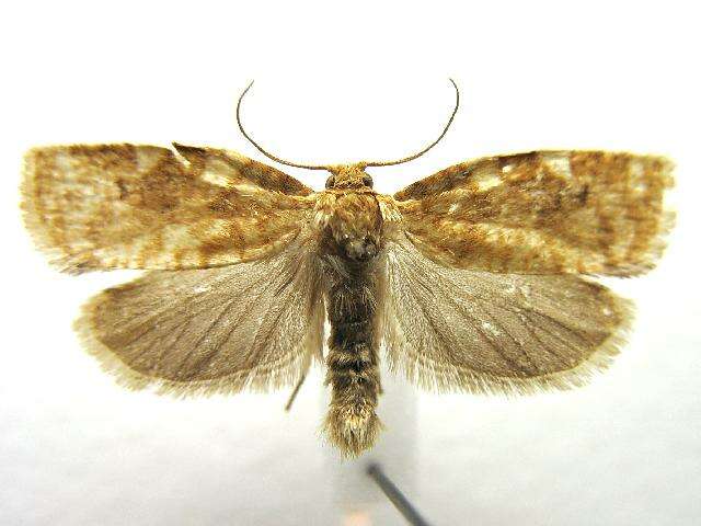 Image of Fruit-Tree Leafroller Moth