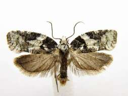 Image of Eastern Black-headed Budworm Moth