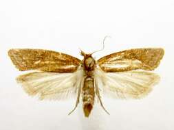 Image of Aethes biscana Kearfott 1907