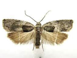 Image of Cottonwood Twig Borer