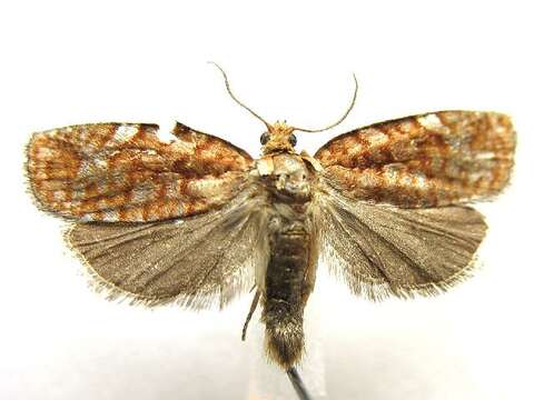 Image of Jack Pine Budworm